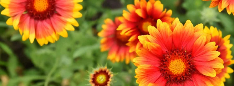 firewheel-native-gardening-ideas