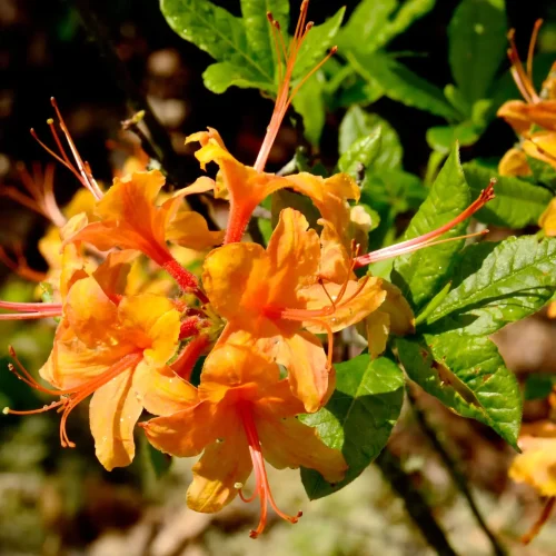 flame-azalea-in-bloom-native-plant