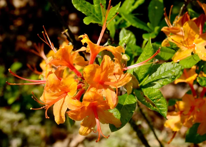 flame-azalea-in-bloom-native-plant