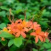 flame-azalea-native-plant-shrub