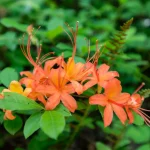 flame-azalea-native-plant-shrub