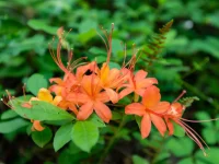 flame-azalea-native-plant-shrub