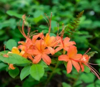 flame-azalea-native-plant-shrub