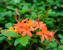 flame-azalea-native-plant-shrub