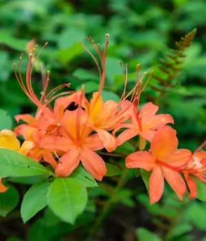 flame-azalea-native-plant-shrub flame-azalea-native-plant-shrub