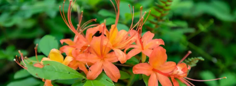 flame-azalea-native-plant-shrub