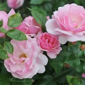 floribunda-roses-nonnative-flowers