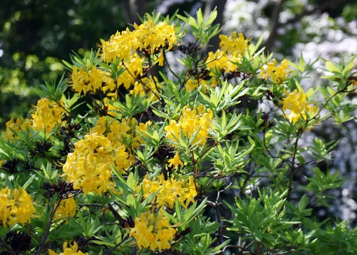 florida-flame-azalea-in-bloom-native-shrub