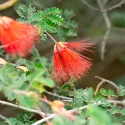 Red bottlebrush flower on a spiky brush with small pinnate leaves of a shrub