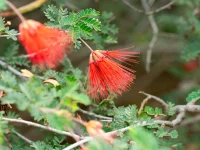 Red bottlebrush flower on a spiky brush with small pinnate leaves of a shrub