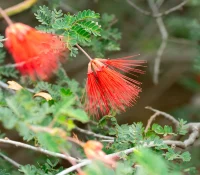 Red bottlebrush flower on a spiky brush with small pinnate leaves of a shrub
