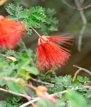 Red bottlebrush flower on a spiky brush with small pinnate leaves of a shrub