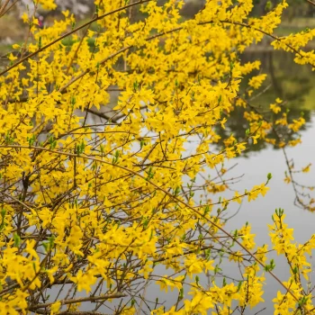 forsythia-non-native-shrub