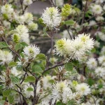 fothergilla-major-in-bloom-in-the-spring