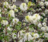 fothergilla-major-in-bloom-in-the-spring