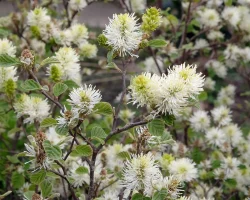 fothergilla-major-in-bloom-in-the-spring