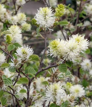 fothergilla-major-in-bloom-in-the-spring