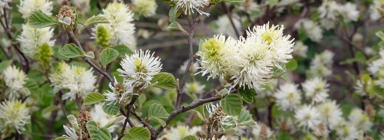 fothergilla-major-in-bloom-in-the-spring