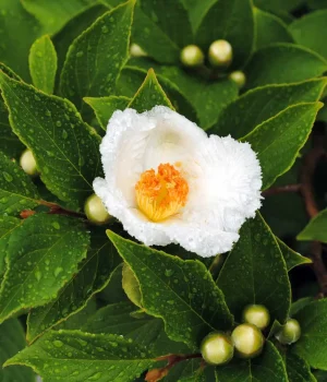 franklin-tree-in-bloom-native-landscaping #image_title