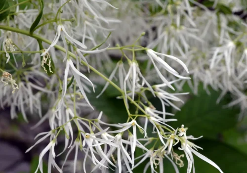 fringe-tree-blossoms-native-plant