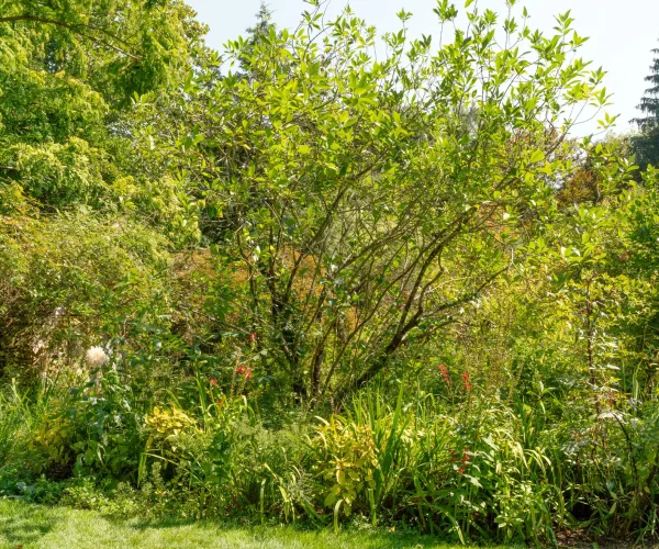 fringe-tree-in-the-summer-without-flowers