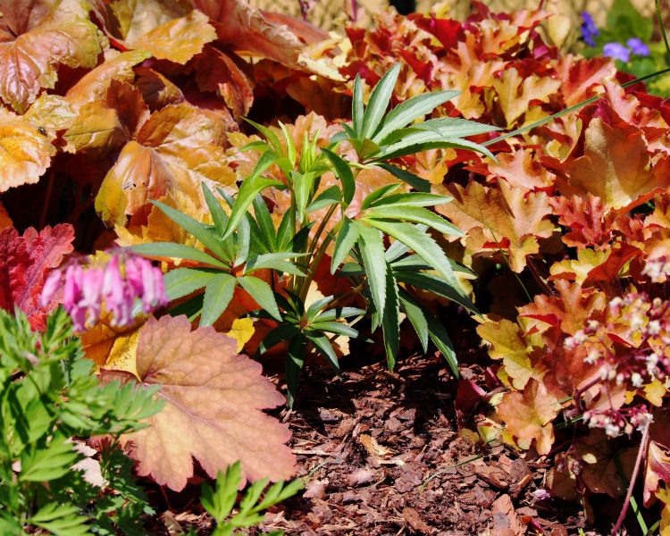 Shade friendly, native gardening: bleeding heart + heuchera (sometimes called alumroot)