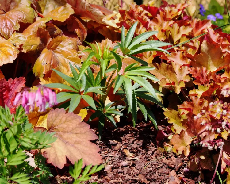 Shade friendly, native gardening: bleeding heart + heuchera (sometimes called alumroot)