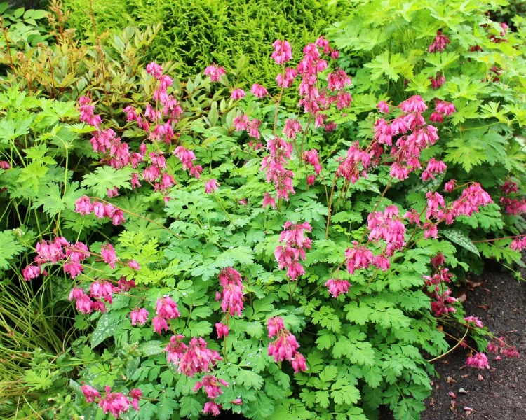 Bleeding heart is short: great for borders and edges