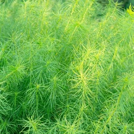 fringed-bluestar-native-amsonia fringed-bluestar-native-amsonia