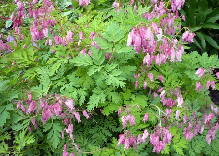 fringed-wild-bleeding-heart-native-flower