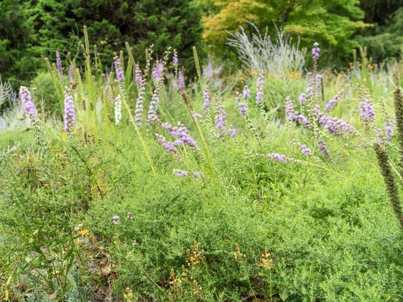 Spread blazing stars out amongst other natives for a stop-you-in-your-tracks garden