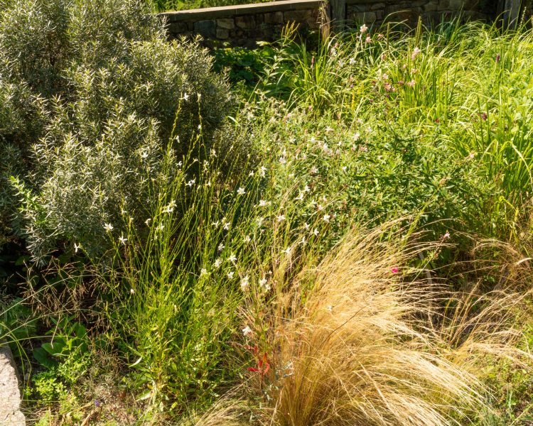 A hot, dry area filled with gaura and native grasses