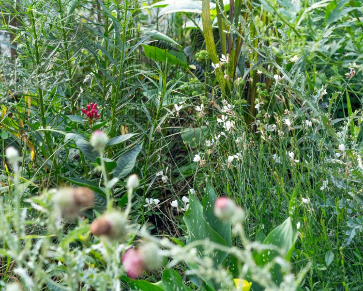 The tiny four-petaled flowers of gaura alongside other heat-loving plants