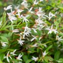 gaura-native-flower-Gaura-lindheimeri