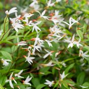 gaura-native-flower-Gaura-lindheimeri