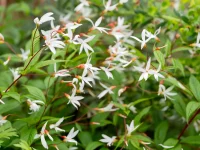 gaura-native-flower-Gaura-lindheimeri
