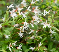 gaura-native-flower-Gaura-lindheimeri