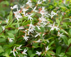 gaura-native-flower-Gaura-lindheimeri