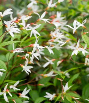 gaura-native-flower-Gaura-lindheimeri