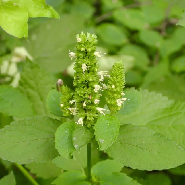 giant-yellow-hyssop-Agastache-nepetoides
