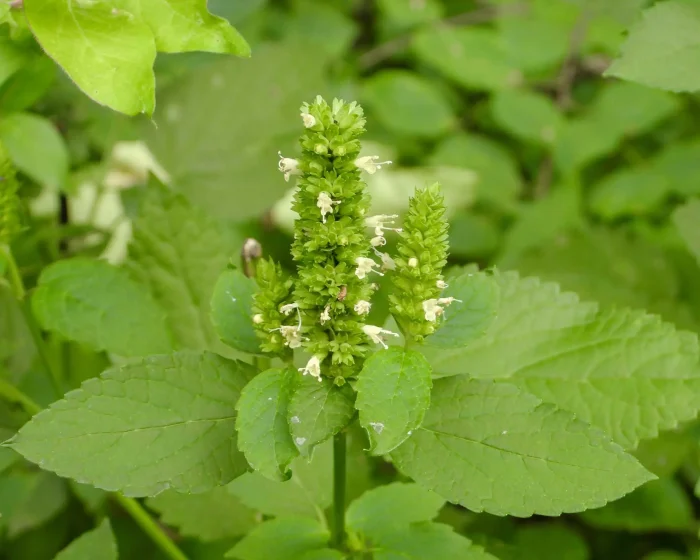 giant-yellow-hyssop-Agastache-nepetoides
