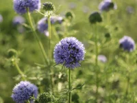 globe-gilia-native-flower-gardening