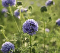 globe-gilia-native-flower-gardening