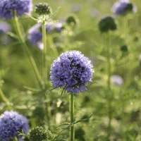 globe-gilia-native-flower-gardening
