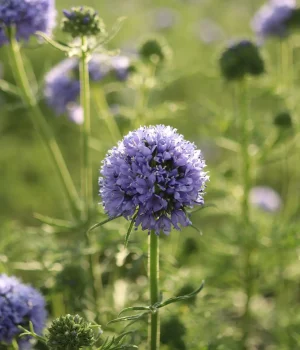 globe-gilia-native-flower-gardening globe-gilia-native-flower-gardening