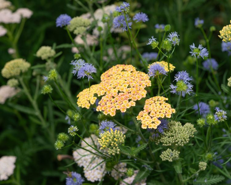 Yarrow and globe gilia are drought-tolerant beauties