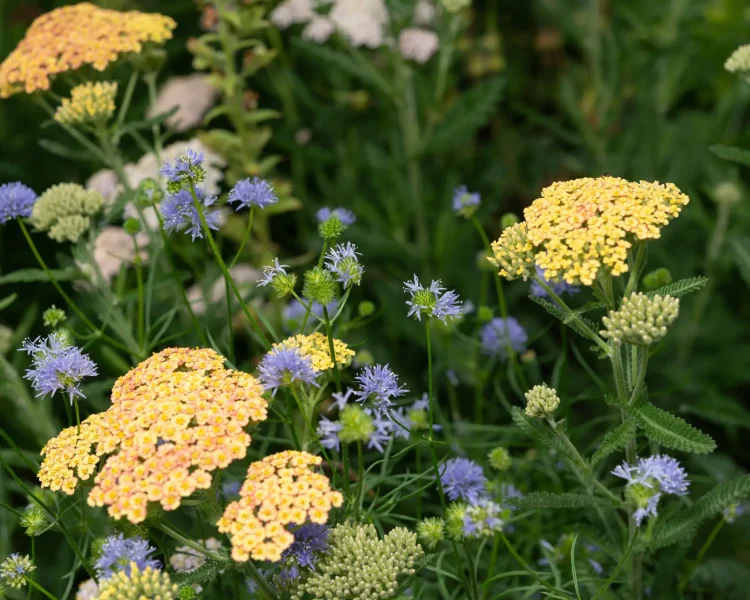 Globe gilia + yarrow are iconic western garden pairs