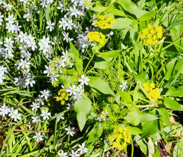 Golden Alexander + Blue Eyed Grass = fuss-free landscaping