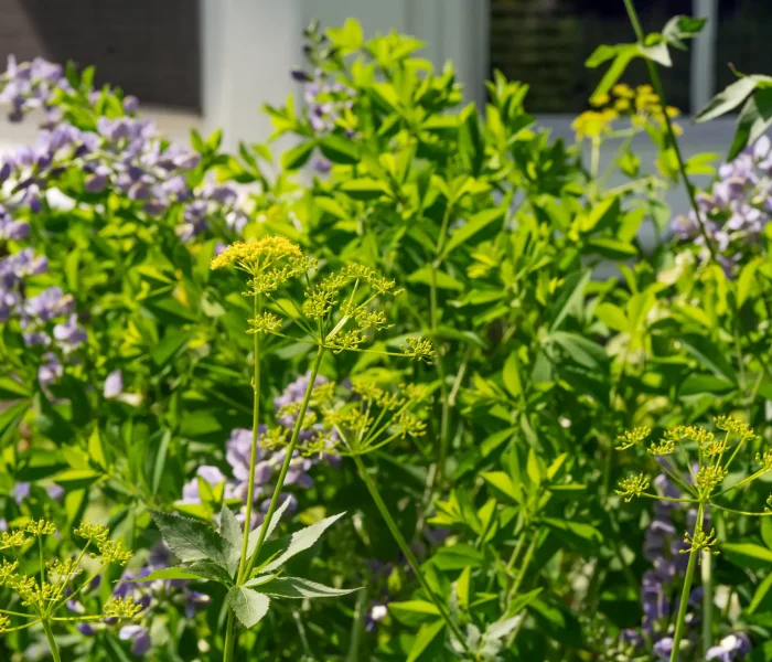 Golden Alexander shines against False Blue Indigo (in background)