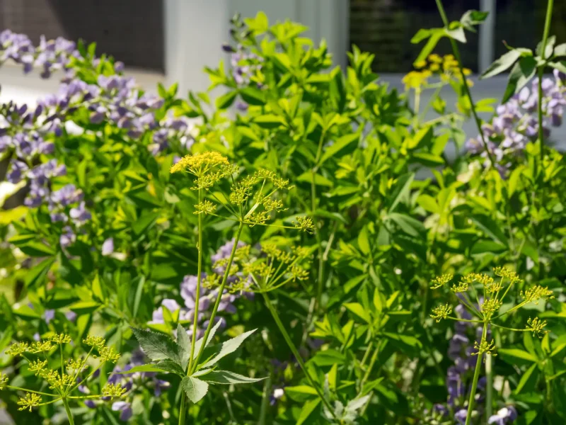 Golden Alexander shines against False Blue Indigo (in background)